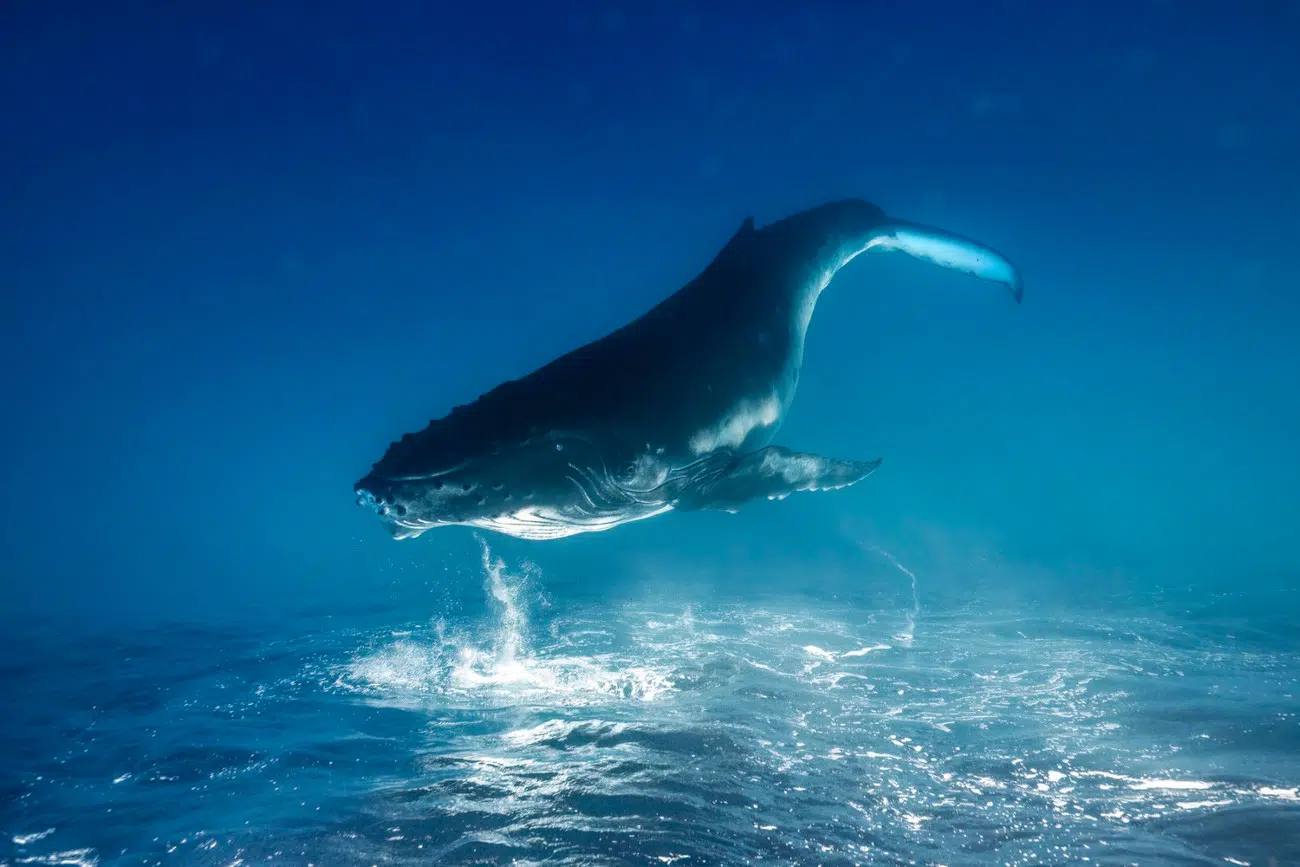 "Whale Dreams" by Remuna Beca