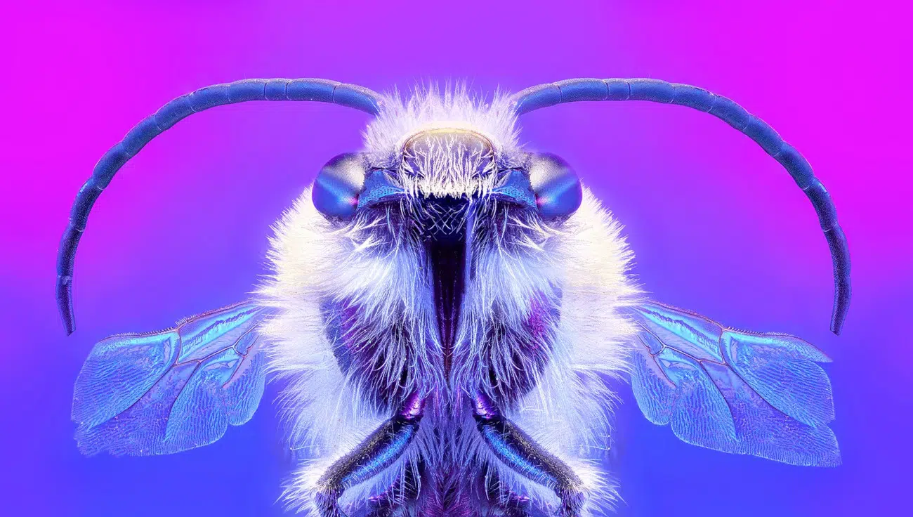 "Galactic Bee" by Pedro Luis Ajuriaguerra Saiz
