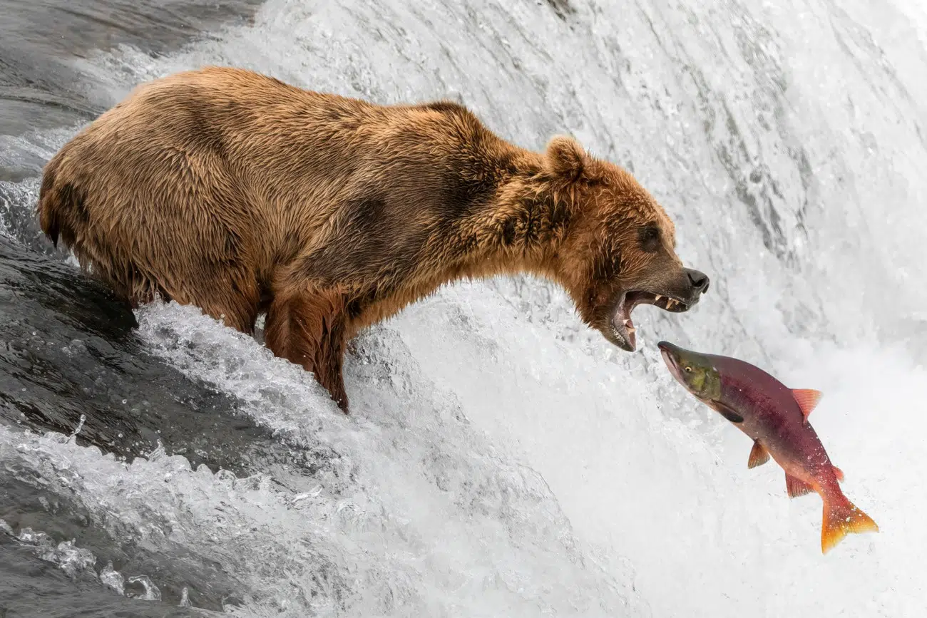 "Dinner is Served" by Reed Fowler.
