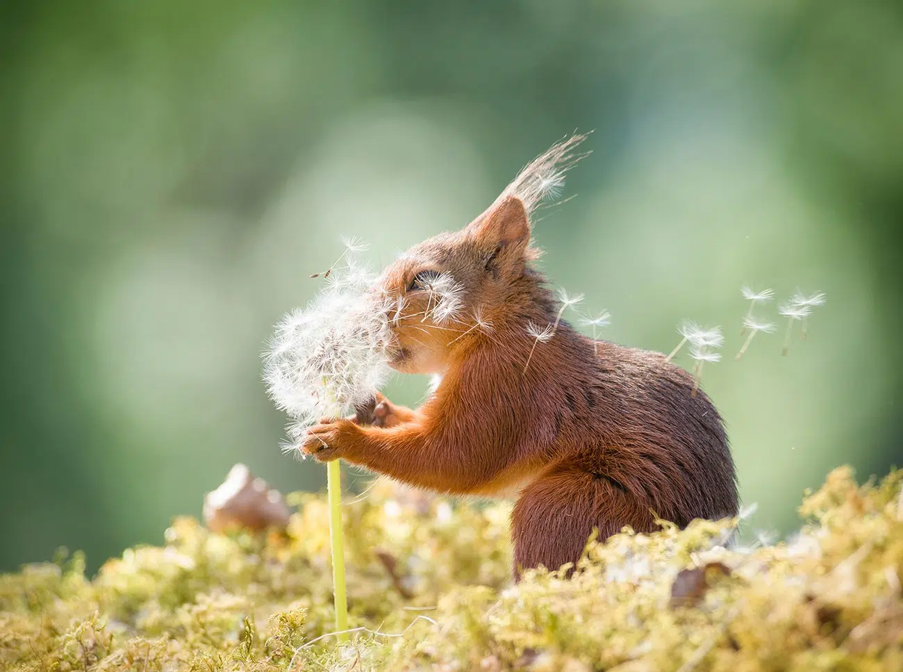 "Wishes" by Geert Weggen