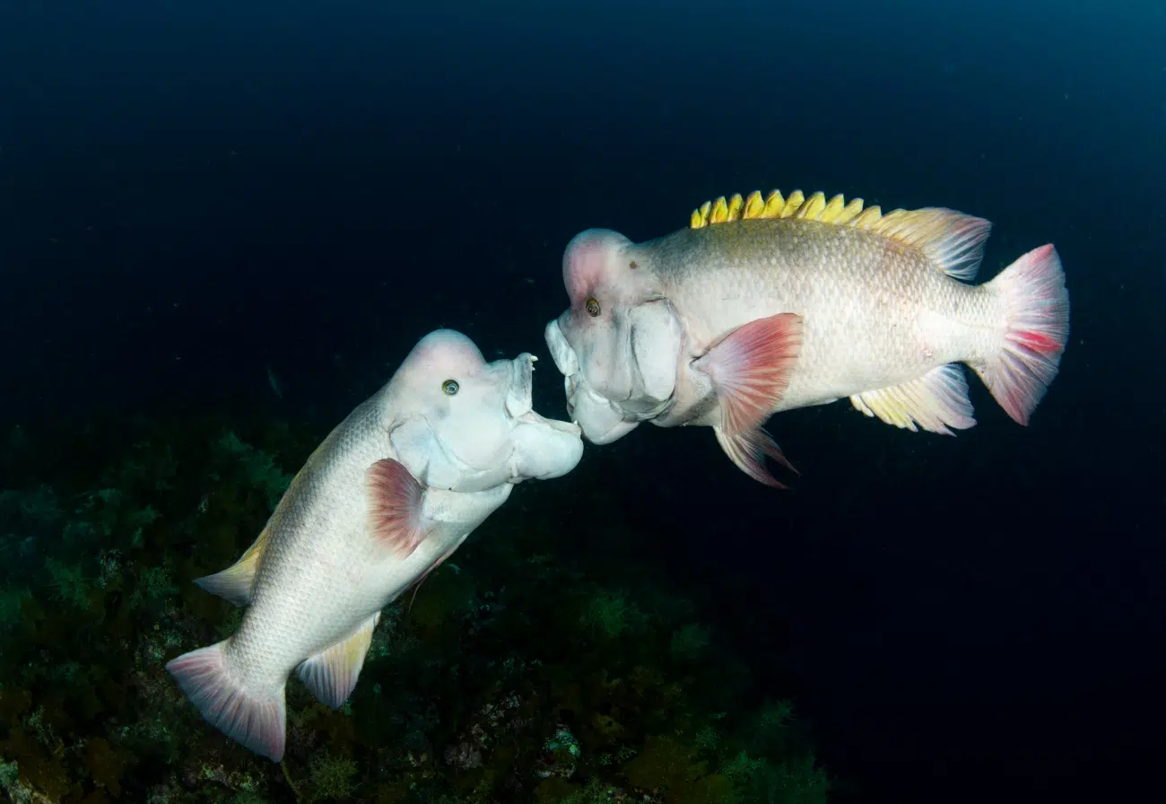 Two male Asian Sheepshead Wrasse fighting over territory