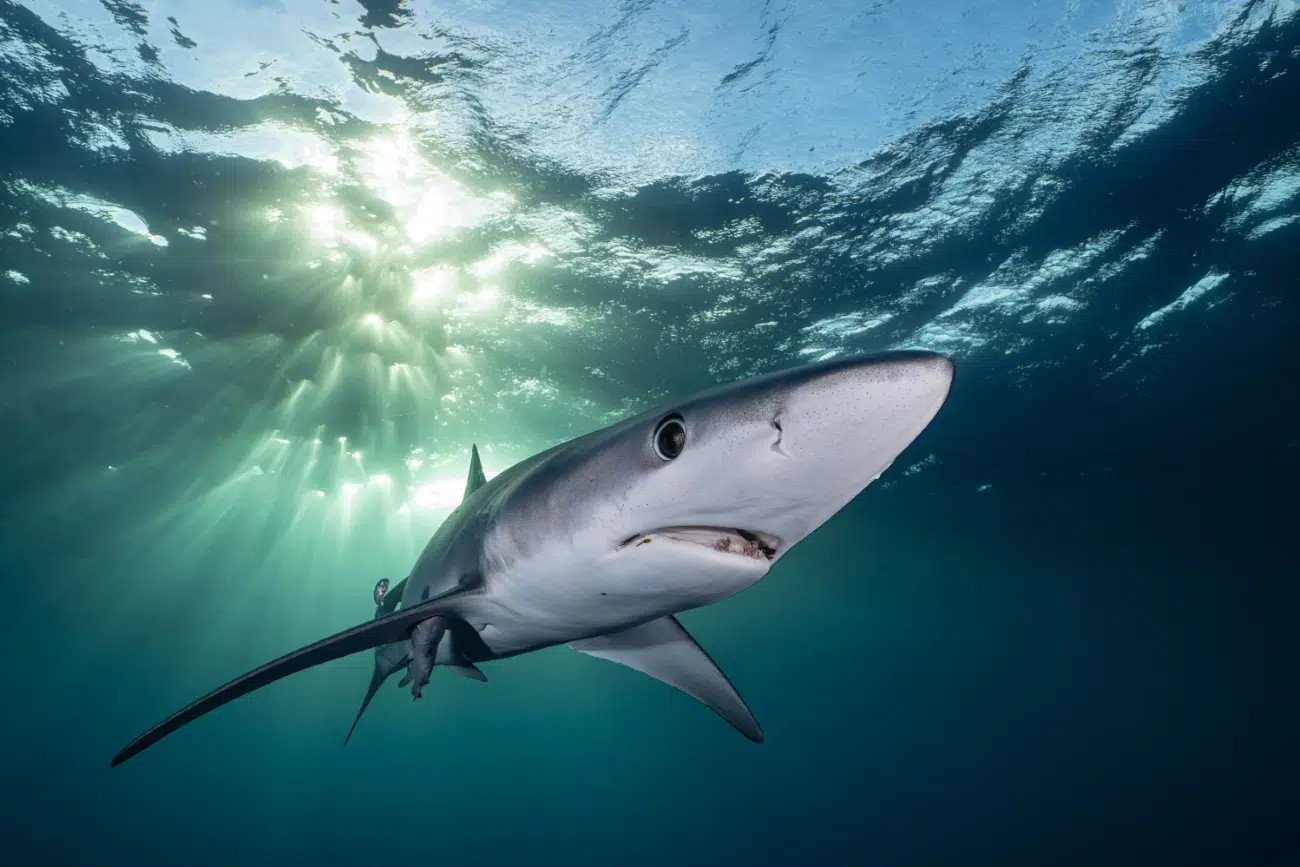 Underwater shot of a shark in Argentina