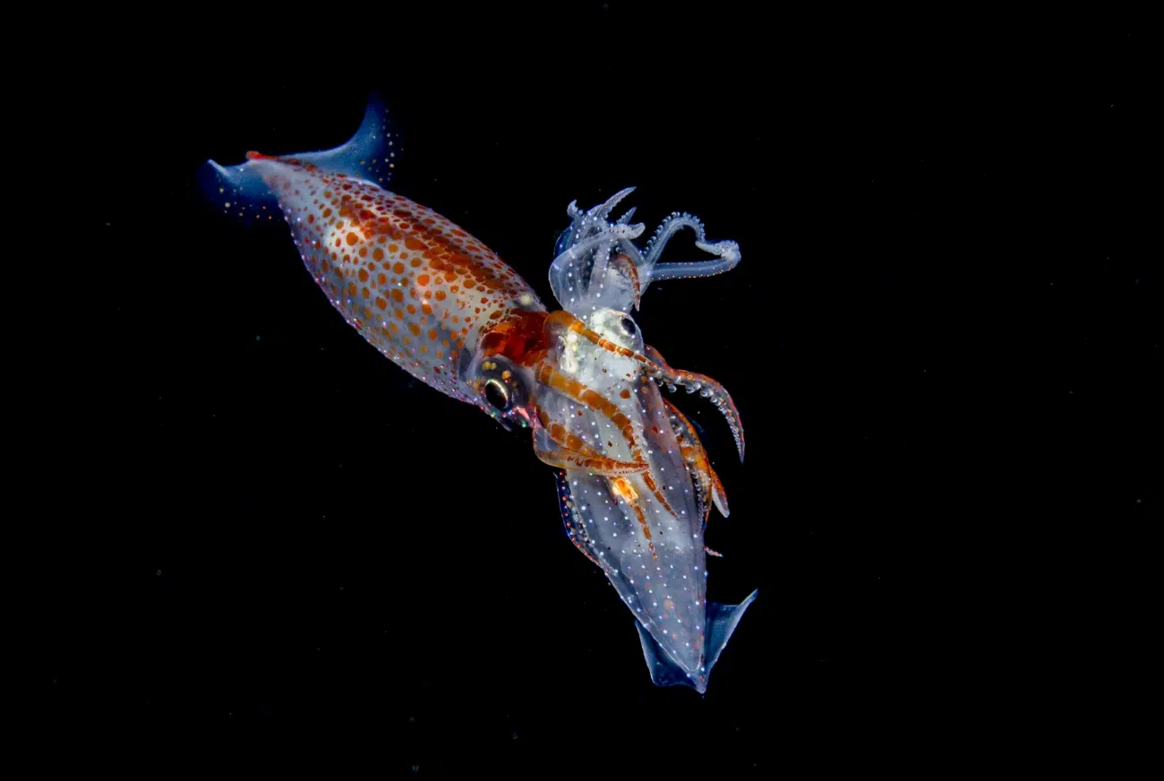 Blackwater photo of a squid eating another smaller squid