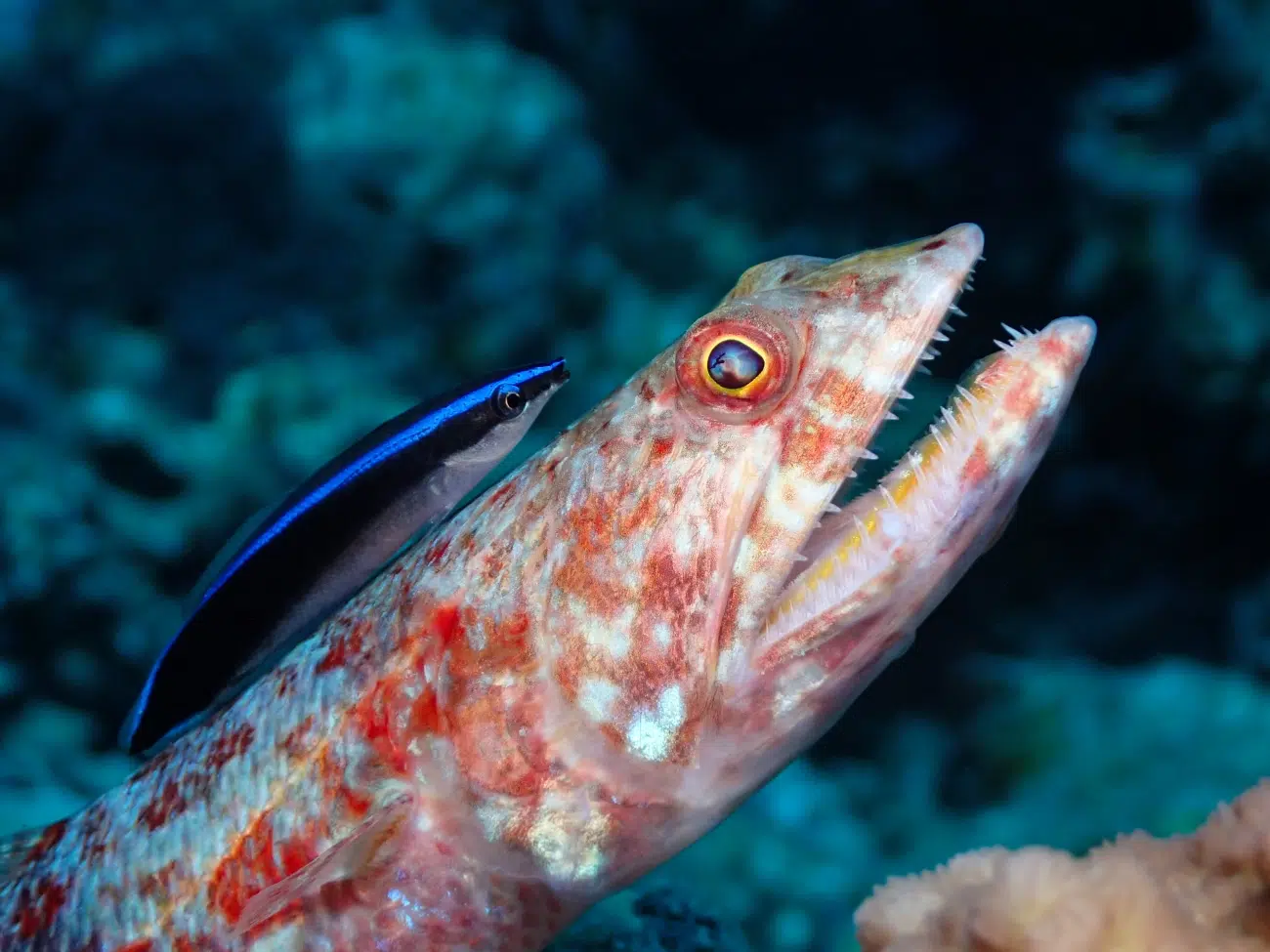 Bluestreak Cleaner wrasse (Labroides dimidiatus) sitting on a Variegated Lizardfish (Synodus variegatus) in the Great Barrier Reef