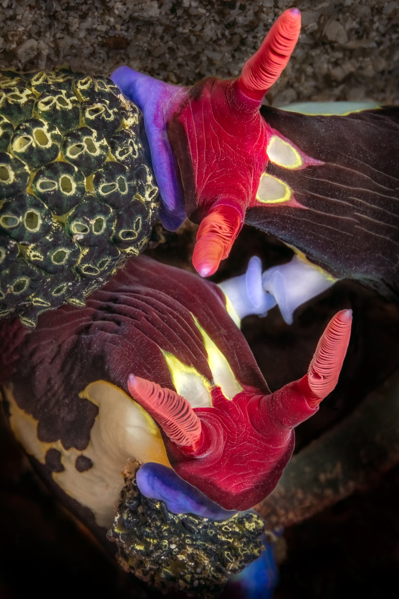 Two nudibranch use their extended gonophors to mate, whilst simultaneously enjoying the delights of a good meal of green tendrils.