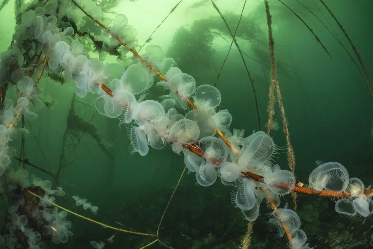 Nudibranchs off Vancouver Island