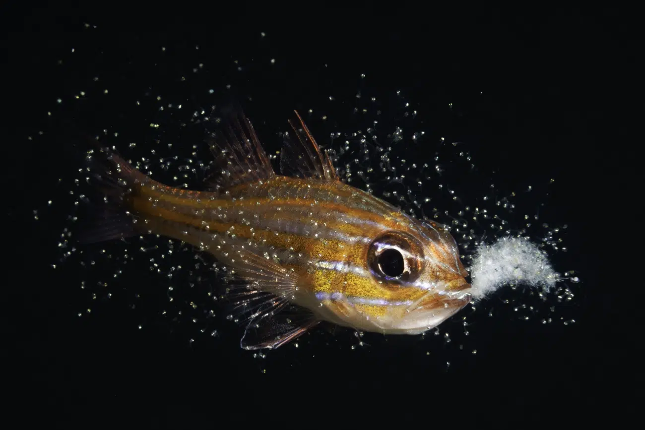 Male Ostorhinchus properuptus birthing fish from its mouth
