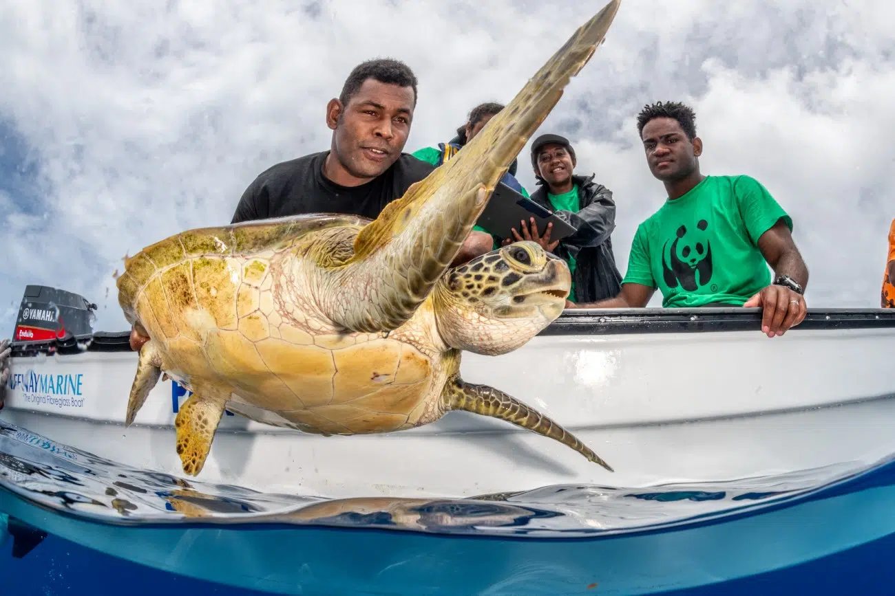 WWF staff & turtle monitor volunteers monitoring turtles in Fiji