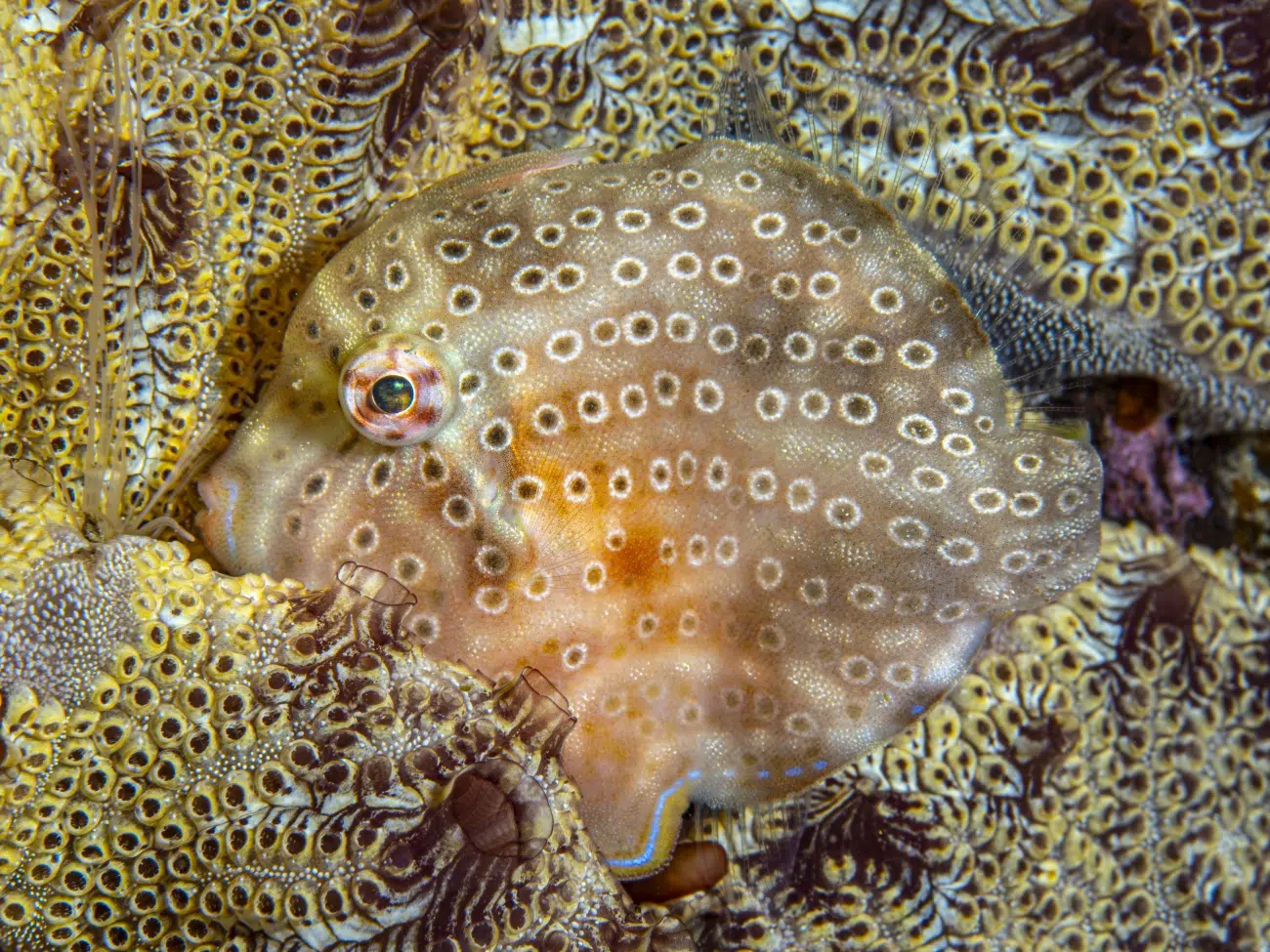 Pygmy Leatherjacket nestled into seaweed