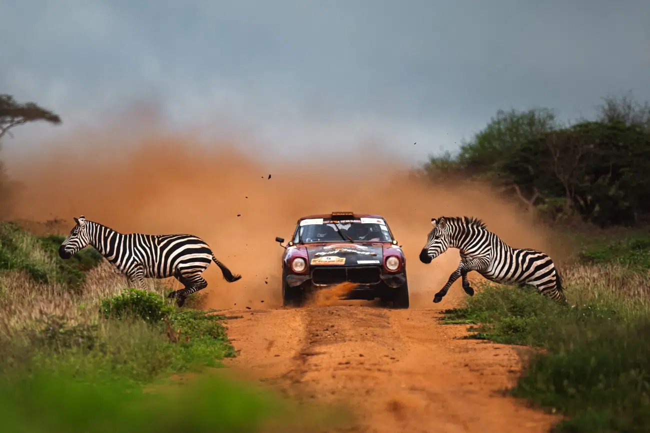 Zebras crossing the street in front of motor cross vehicle
